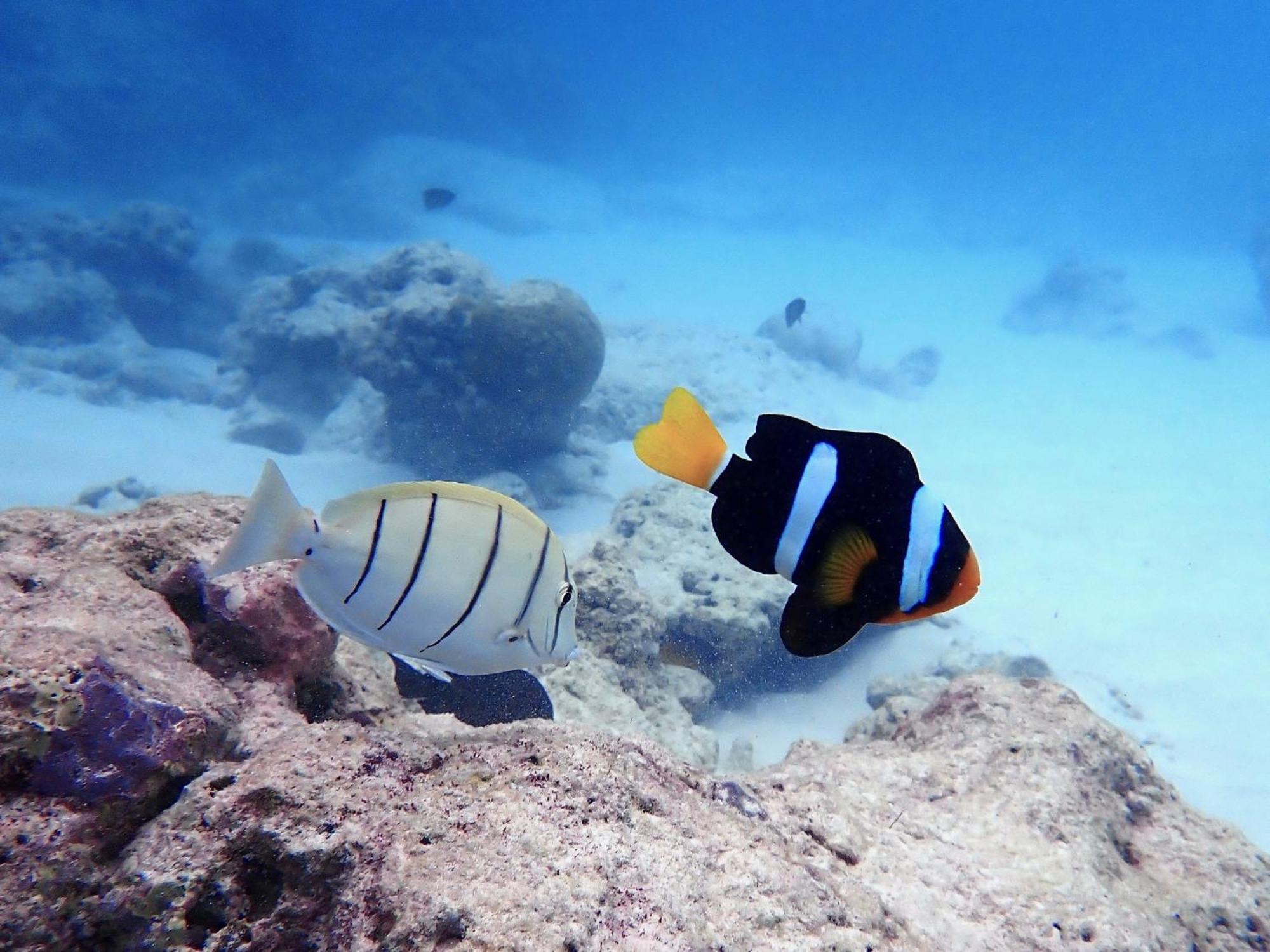 The Barefoot Eco Hotel Hanimaadhoo Island Luaran gambar