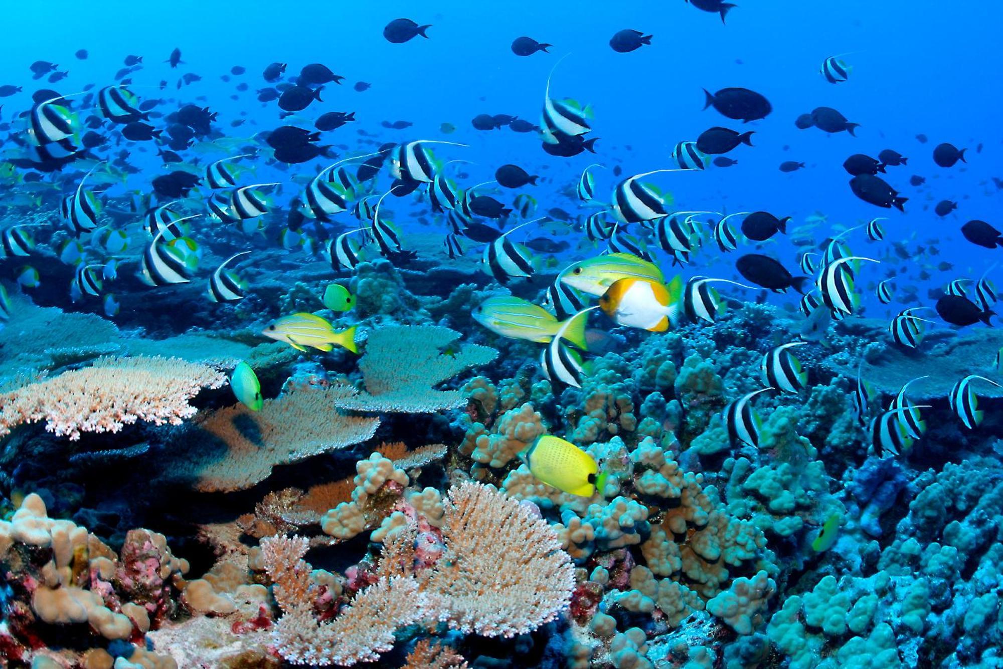The Barefoot Eco Hotel Hanimaadhoo Island Luaran gambar