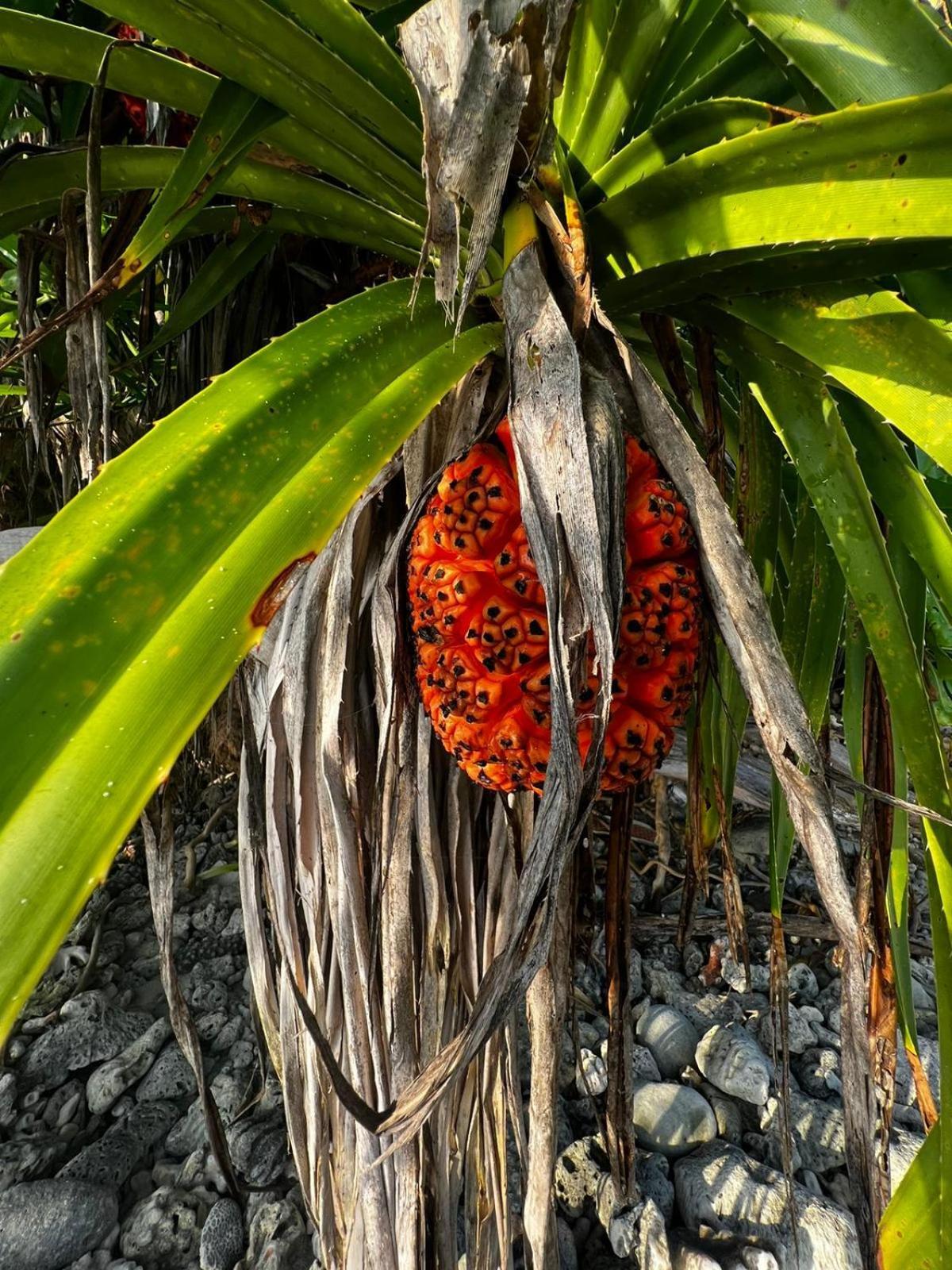 The Barefoot Eco Hotel Hanimaadhoo Island Luaran gambar